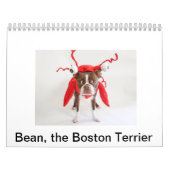 Calendrier 2015 de Boston Terrier (Protection)