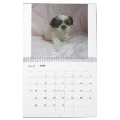 Calendrier 2015 de chiot de Shih Tzu (Mar 2027)
