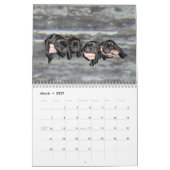 Calendrier 2015 de chiots de Mastador (Mar 2027)