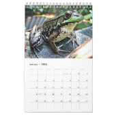 Calendrier 2016 de grenouilles vertes (Jan 2026)