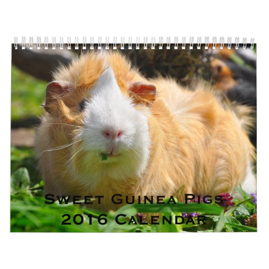 Calendrier 2016 des Cochons de Guinée doux (Protection)