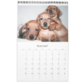 Calendrier 2017 Puppy Dachshunds (Jan 2027)