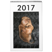 Calendrier 2017 Puppy Dachshunds (Protection)