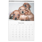 Calendrier 2017 Puppy Dachshunds (Jan 2026)