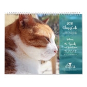 Calendrier 2018 de chat - chats gais (Protection)