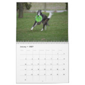 Calendrier 2018 Windhounds de soie (dans l'action) (Jan 2027)