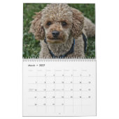 Calendrier 2019 mignon Poodle Chien Images (Mar 2027)