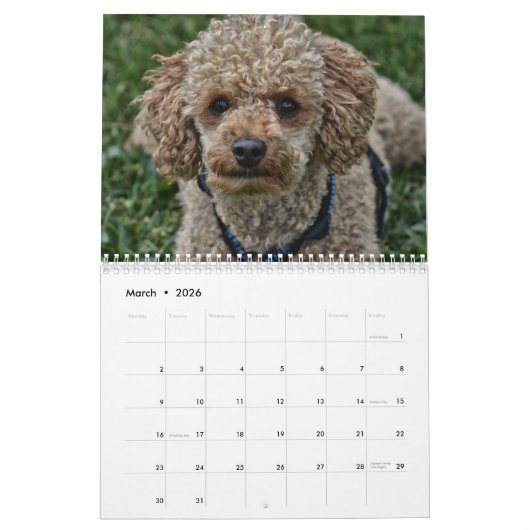 Calendrier 2019 mignon Poodle Chien Images (Mar 2026)
