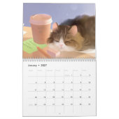 Calendrier 2019 - Tout sur les Chats! (Jan 2027)