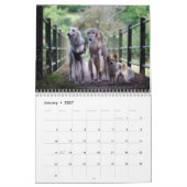 Calendrier 2019 Windhounds de soie avec d'autres (Jan 2027)