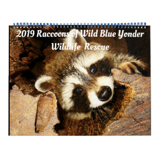 Calendrier 201 Raccoons of Wild Blue Yonder Wildlife Secourt