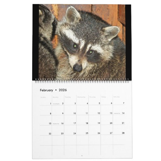Calendrier 2020 Raccoons of Wild Blue Yonder Wildlife Secourt (Feb 2026)