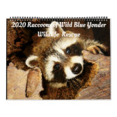 Calendrier 2020 Raccoons of Wild Blue Yonder Wildlife Secourt (Protection)