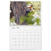 Calendrier 2022 de l'oiseau pour pics-bois (Mar 2027)