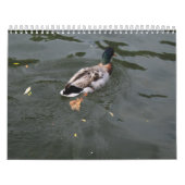 Calendrier 2022 des Canards sauvages (Protection)