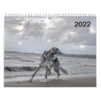 2022 Silken Windhounds (Multiple Dogs & In Action)