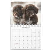 Calendrier 2023 Chocolat Havanais Chiot par HavaHu (Jan 2027)