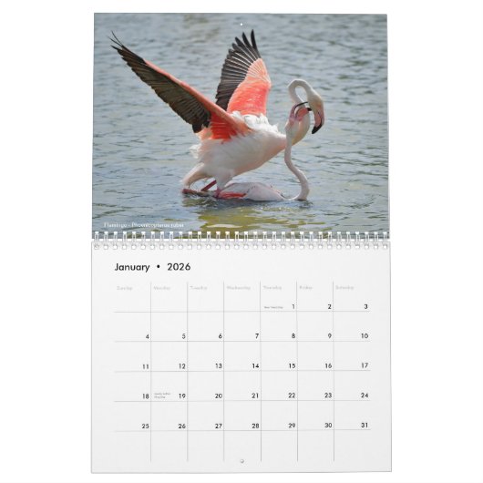 Calendrier 2023 des animaux en action (Jan 2026)