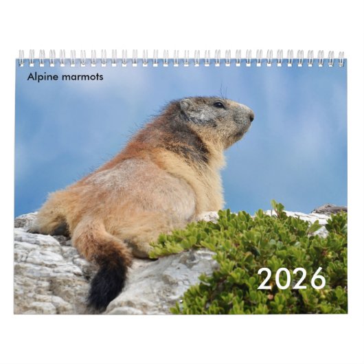 Calendrier 2023 des marmottes alpines (Protection)
