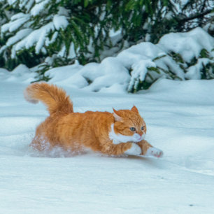 Calendrier 2023 du gingembre mignon