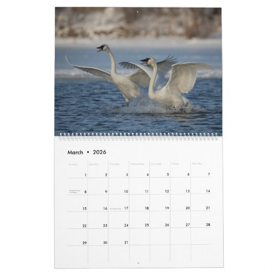 Calendrier 2023 du mur de cygne trompette (Mar 2026)