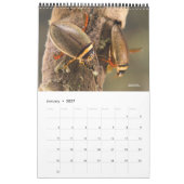 Calendrier 2024 - Insectes aquatiques (Jan 2027)