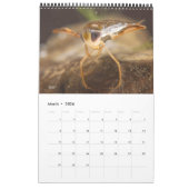 Calendrier 2024 - Insectes aquatiques (Mar 2026)