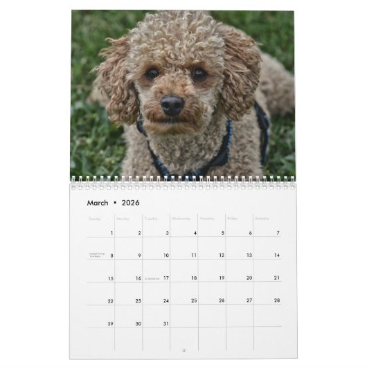Calendrier 2024 mignon Poodle Chien Images (Mar 2026)