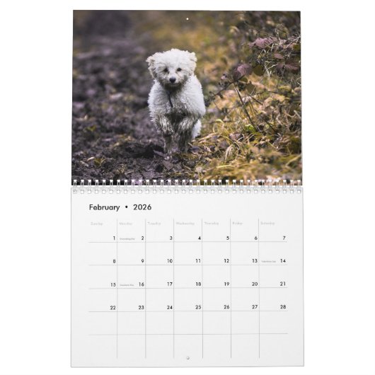 Calendrier 2024 mignon Poodle Chien Images (Feb 2026)