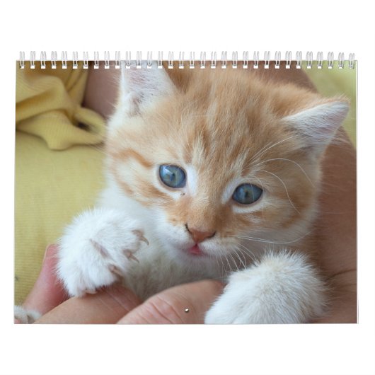 Calendrier 2025 Beaux Chats Oranges (Protection)
