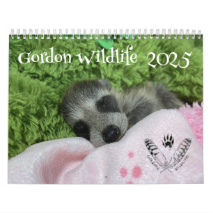Calendrier 2025 Gordon Wildlife Raccoon