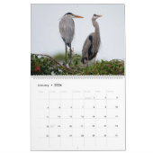 Calendrier 2025 Great Blue Heron Courting (Jan 2026)