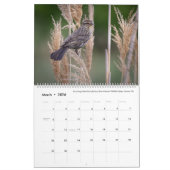 Calendrier 2025 - Photographies d'oiseaux par Tom  (Mar 2026)