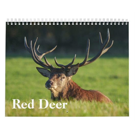 Calendrier 2026 Captivant Red Deer (Protection)