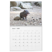 Calendrier 2026 Cochon-Porcelet (Mar 2027)