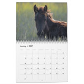 Calendrier 2026 des poneys sauvages et libres de C (Jan 2027)
