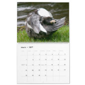CALENDRIER 2026 DU CANARD À CAPUCHON NOIR (Mar 2027)
