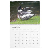 CALENDRIER 2026 DU CANARD À CAPUCHON NOIR (Jan 2027)