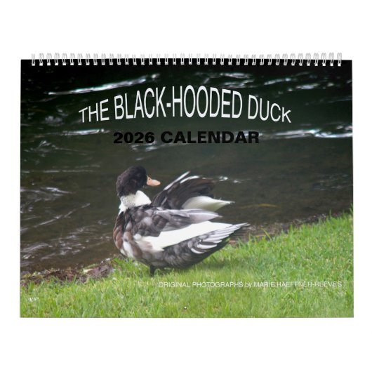 CALENDRIER 2026 DU CANARD À CAPUCHON NOIR (Protection)