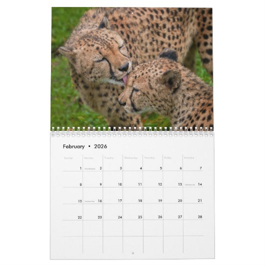 Calendrier 2026 Fast and the Beautiful : Collection Cheetah (Feb 2026)