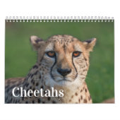 Calendrier 2026 Fast and the Beautiful : Collection Cheetah (Protection)