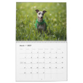 Calendrier 2026 Italian Greyhound Wall Calendar  (Mar 2027)