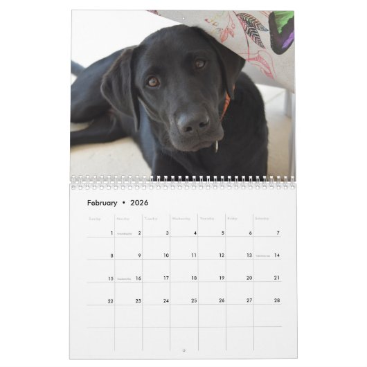 Calendrier 2026 Lovable Labrador Retriever Dog (Feb 2026)