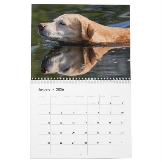 Calendrier 2026 Lovable Labrador Retriever Dog (Jan 2026)