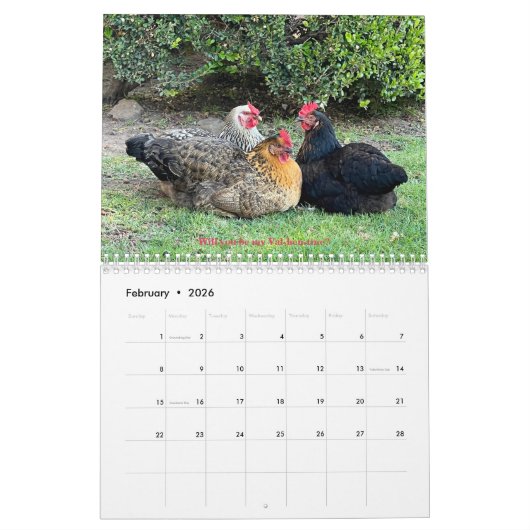 Calendrier 2026 Neighborhood Chicken Calendar (Feb 2026)