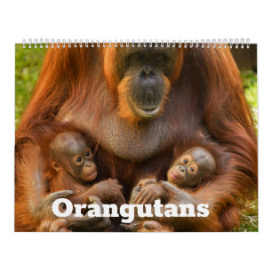 Calendrier 2026 Orangutan Treasures : Une année de gentils gé