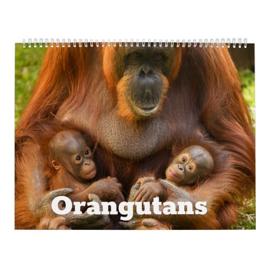 Calendrier 2026 Orangutan Treasures : Une année de gentils gé (Protection)