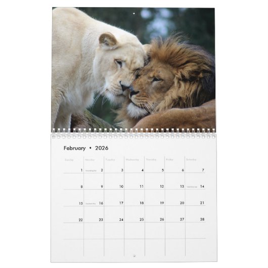 Calendrier 2026 Wild Lions (Feb 2026)