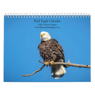 Calendrier 2027 Aigles royaux   Faune américaine