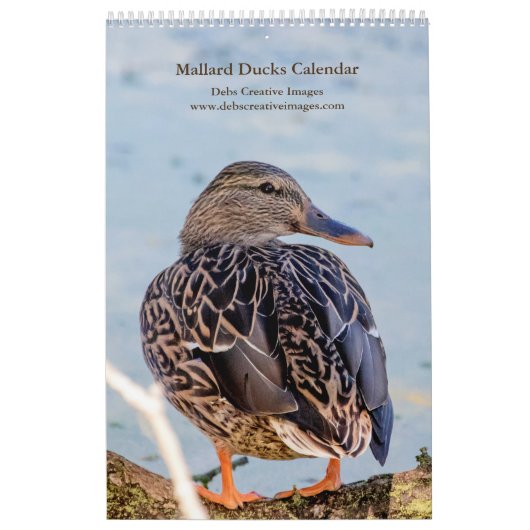 Calendrier 2027 Canards colverts de New York | Faune (Protection)